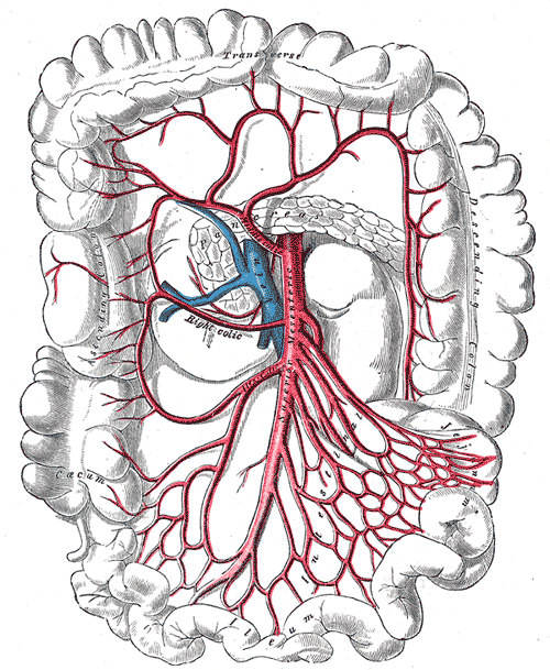 The superior mesenteric artery and its branches.