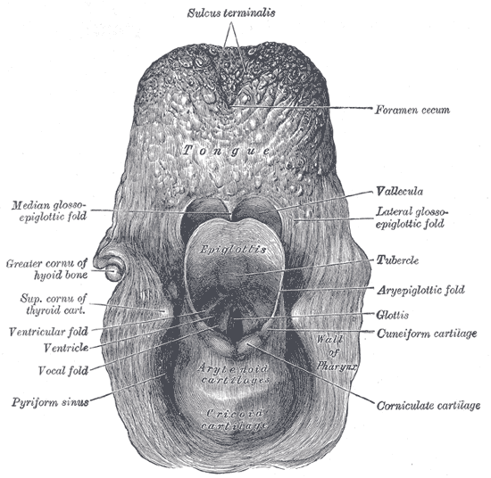 The entrance to the larynx, viewed from behind.