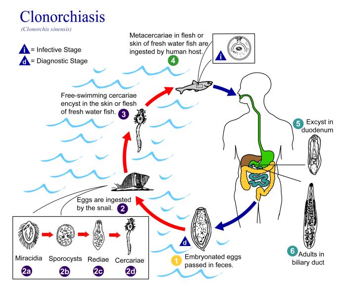 Illustration of the life cycle of Clonorchis sinensis, the causal agent of Clonorchiasis. From Public Health Image Library (PHIL). [1]