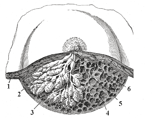 Diagram of dissected lactating breast