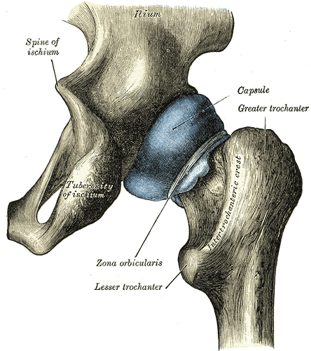 Capsule of hip-joint (distended). Posterior aspect.