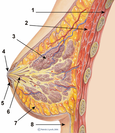 Cross-section of the breast: 1) Chest wall, 2) Pectoralis muscles, 3) Lobules, 4) Nipple, 5) Areola, 6) Milk duct, 7) Fatty tissue and 8) Skin