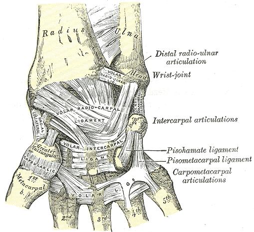 Ligaments of wrist. Anterior view.
