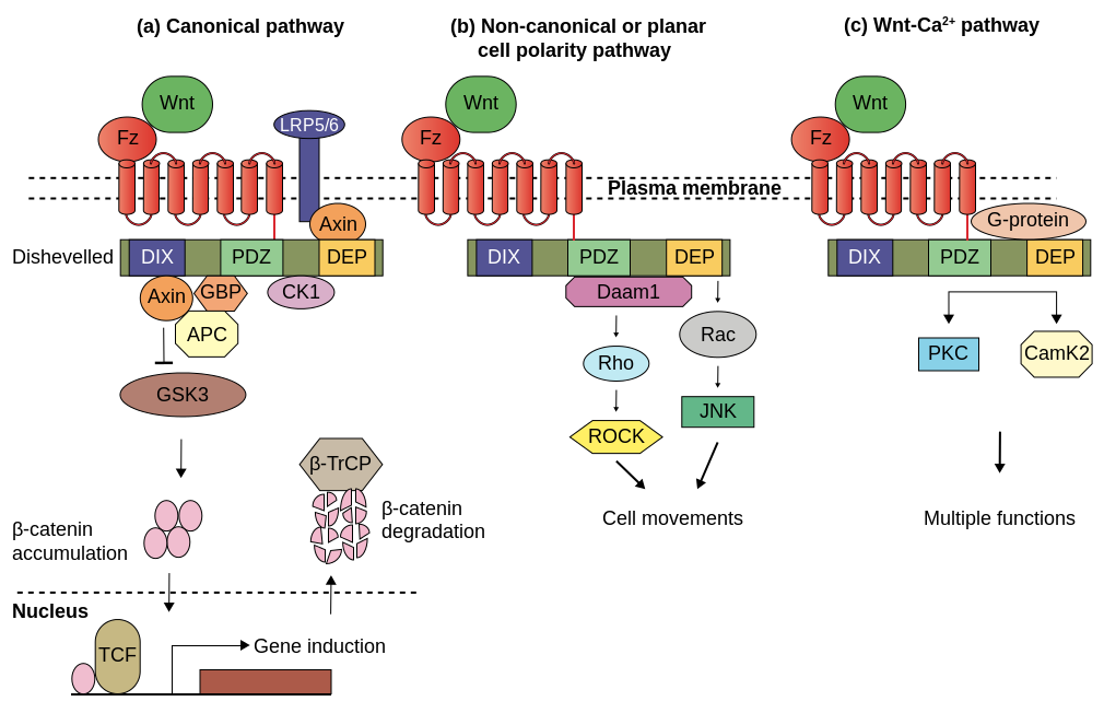 File:Wnt signaling in biological signal transduction.png