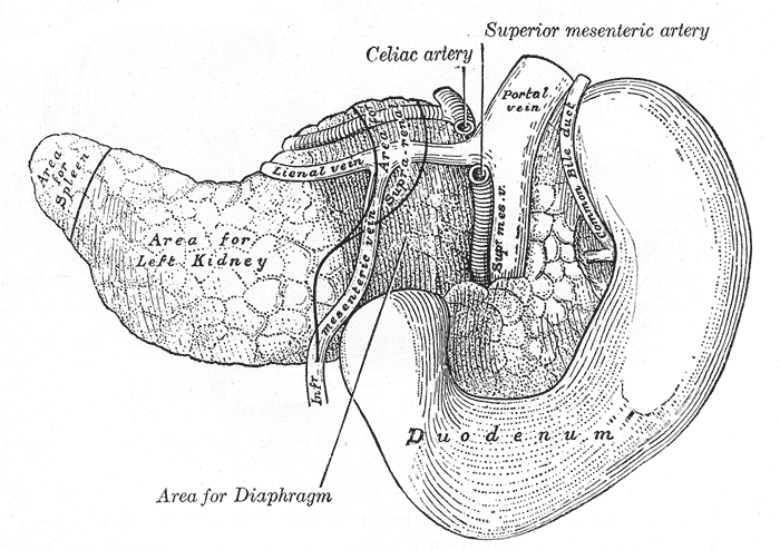 The pancreas and duodenum from behind.