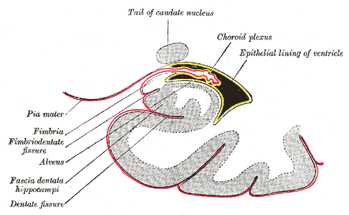 Coronal section of inferior horn of lateral ventricle.