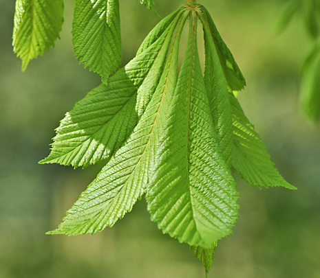 Horse chestnut leaf