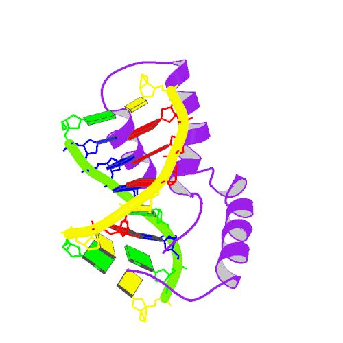 PBB Protein SRY image.jpg
