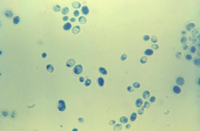 Candida albicans fungal organisms in their yeast stage of development (1200x mag). From Public Health Image Library (PHIL). [1]