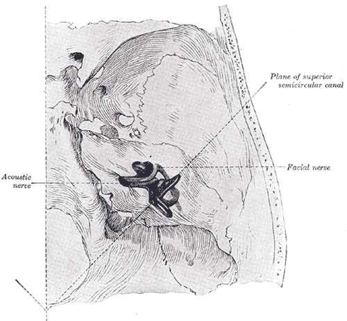 Position of the right bony labyrinth of the ear in the skull, viewed from above.