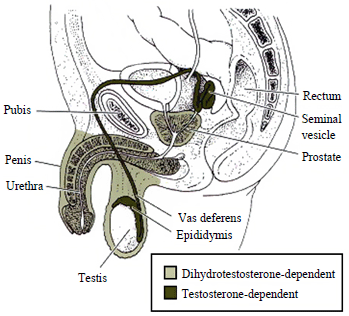 File:Androgen dependencies of male genital tissues.png