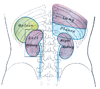 Back of lumbar region, showing surface markings for kidneys, ureters, and spleen.