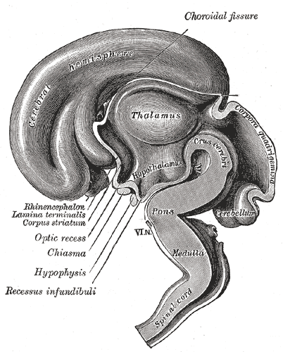 Median sagittal section of brain of human embryo of three months.