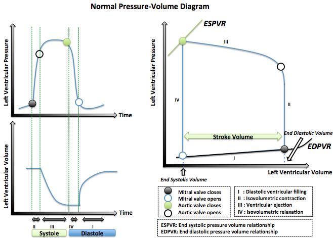 Normal pressure volume loop