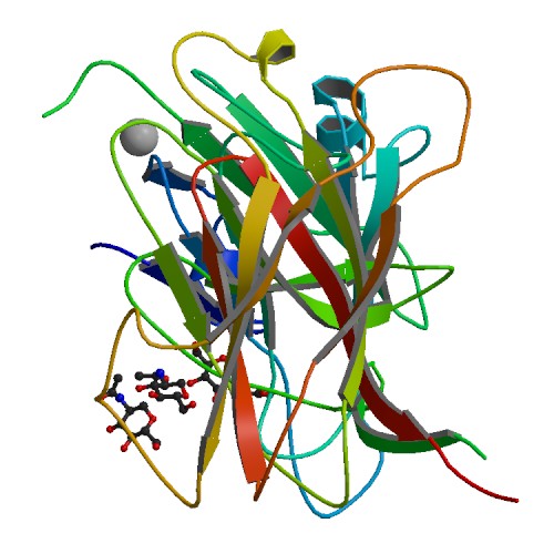 File:PBB Protein EFNA5 image.jpg