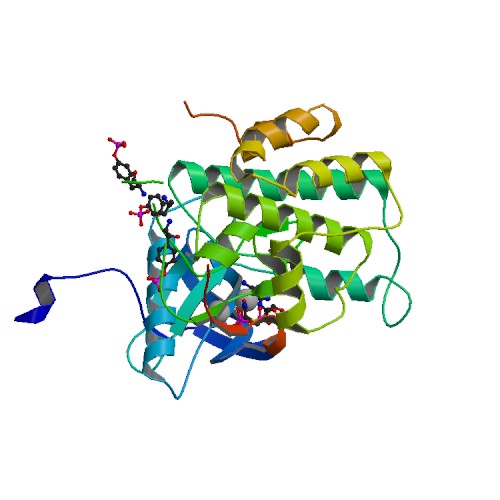 PBB Protein INSR image.jpg
