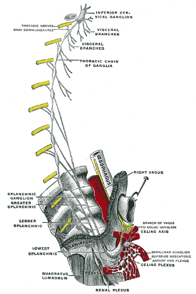 Plan of right sympathetic cord and splanchnic nerves.