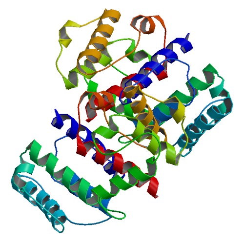 File:PBB Protein ACTN3 image.jpg