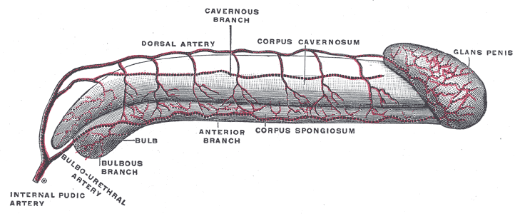 Diagram of the arteries of the penis.