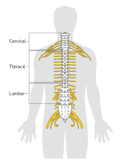 Diagram of the spinal cord CRUK 046.svg.png