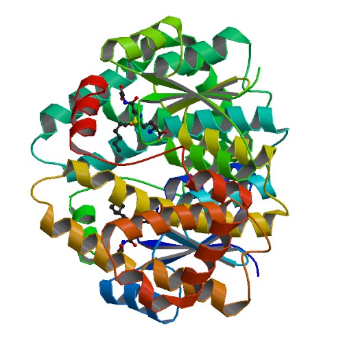 File:PBB Protein GSTA1 image.jpg