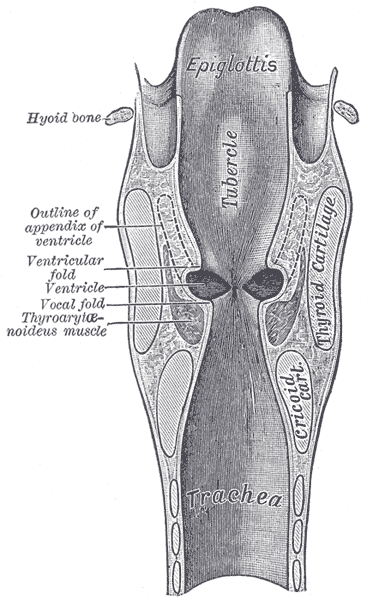 Coronal section of larynx and upper part of trachea.