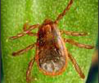 Brown dog tick (Rhipicephalus sanguineus) Adapted from CDC
