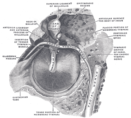 The right membrana tympani with the hammer and the chorda tympani, viewed from within, from behind, and from above.