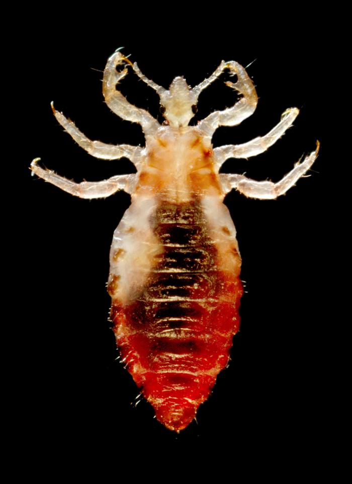 Dorsal view of a male body louse, Pediculus humanus var. corporis. From Public Health Image Library (PHIL). [1]
