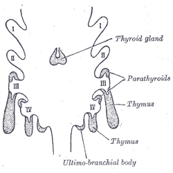 Scheme showing development of branchial epithelial bodies. I, II, III, IV. Branchial pouches.