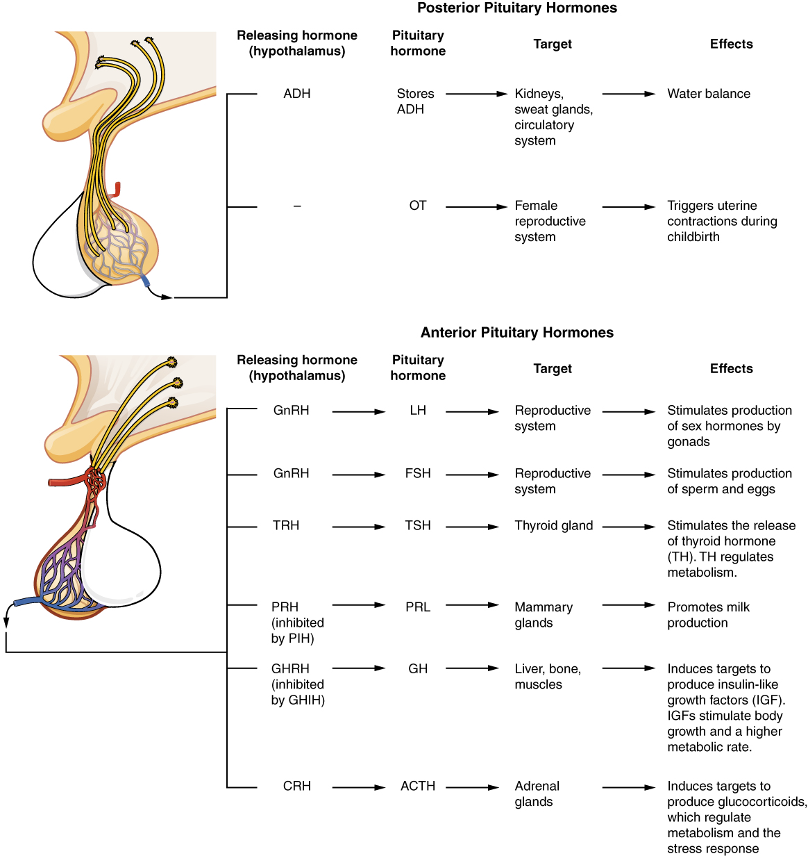 File:Pituitary Phys.png