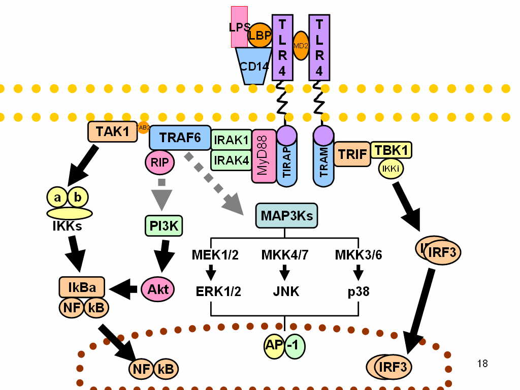 Toll-like receptor pathways revised.jpg