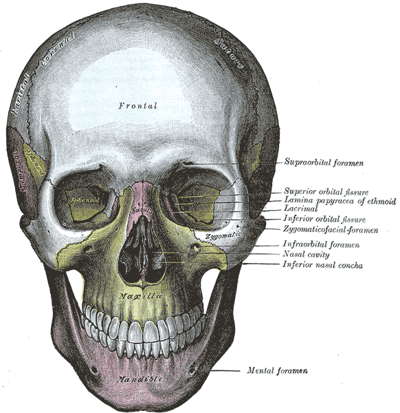 The skull from the front.