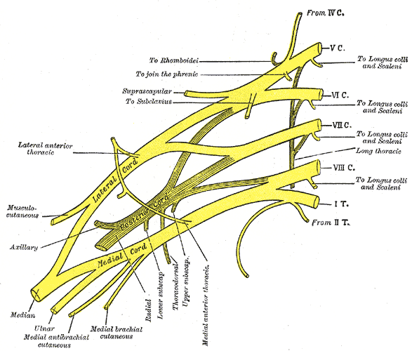 Plan of brachial plexus.