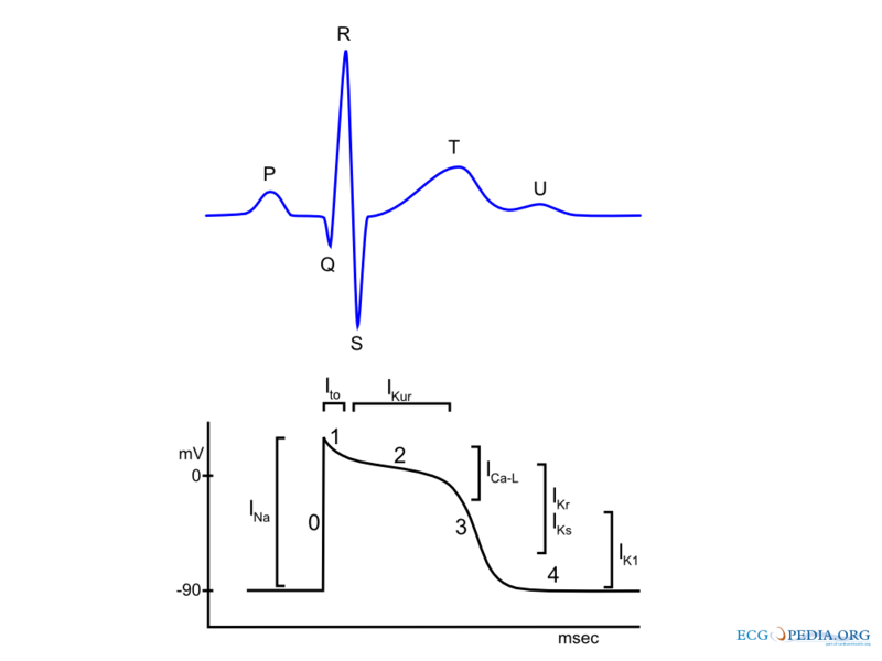 File:CardiacActionpotential.png