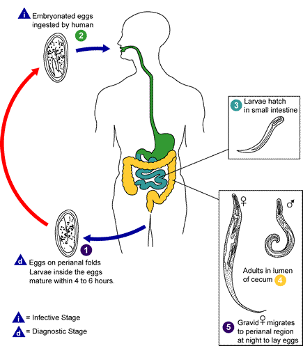 Enterobius Lifecycle