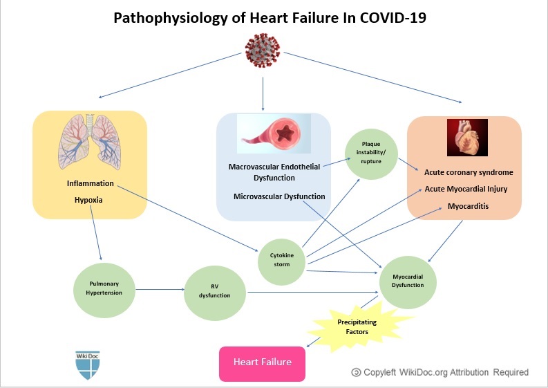 Fig2.COVID-19-associated heart failure.jpg