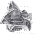 Lateral wall of nasal cavity.