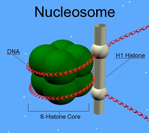 Nucleosome.jpg