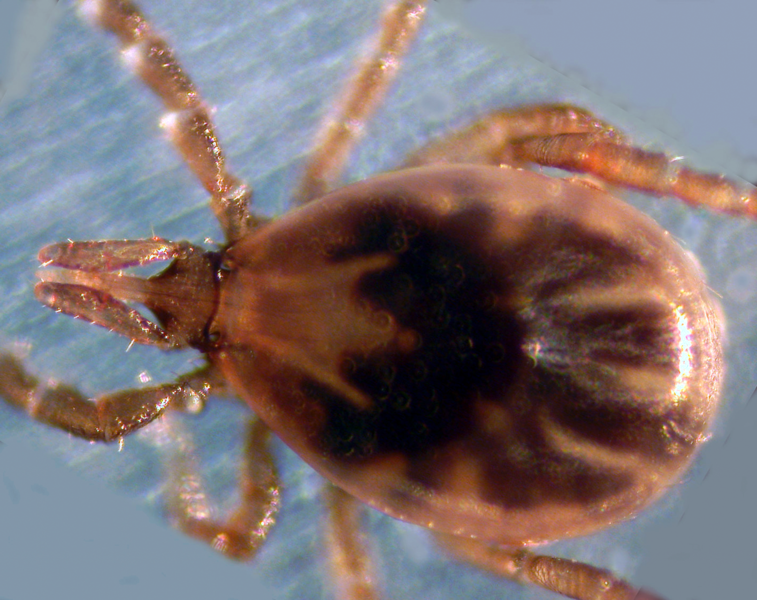 Ixodes scapularis, the primary vector of Lyme disease in eastern North America.