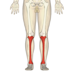 File:250px-Tibia - frontal view.png
