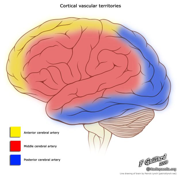 Cortical vascular territories.jpg