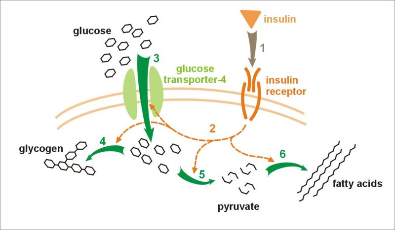 Effect of insulin on glucose uptake and metabolism. Insulin binds to its receptor (1), which, in turn, starts many protein activation cascades (2). These include: translocation of Glut-4 transporter to the plasma membrane and influx of glucose (3), glycogen synthesis (4), glycolysis (5), and fatty acid synthesis (6).