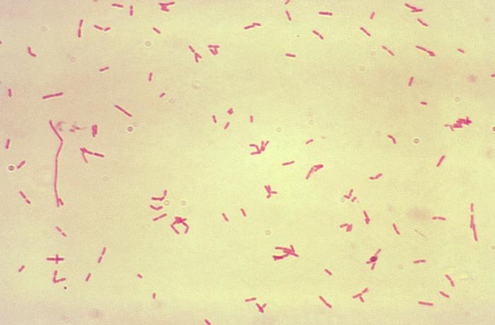 Magnified 1000X, this micrograph depicts Bacteroides fragilis subsp. fragilis bacteria that had been grown in Schaedler’s broth, and processed using the Gram-stain method. From Public Health Image Library (PHIL). [8]
