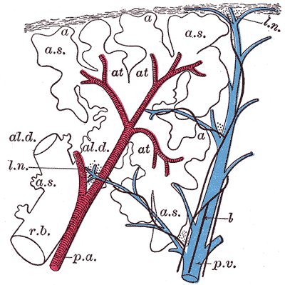 Detailed drawing of the alveoli from Gray's Anatomy, 1918 - Schematic longitudinal section of a primary lobule of the lung (anatomical unit); r. b respiratory bronchiole; al. d alveolar duct; at atria; a. s alveolar sac; 'a' alveolus or air cell; p. a.: pulmonary artery; p. v pulmonary vein; l lymphatic; l. n lymph node.]