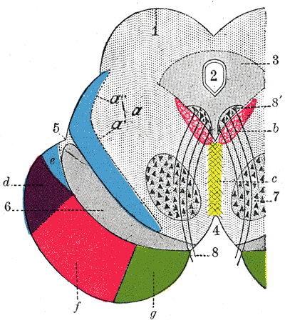 Coronal section through mid-brain.