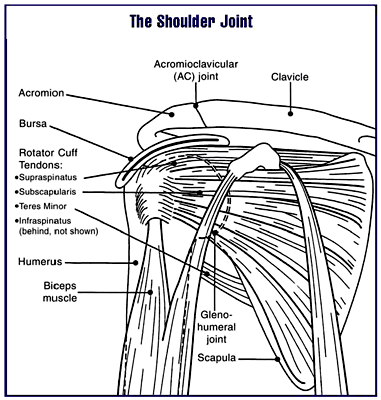 Diagram of the human shoulder joint