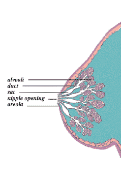 Illustration of saggital section of a human breast