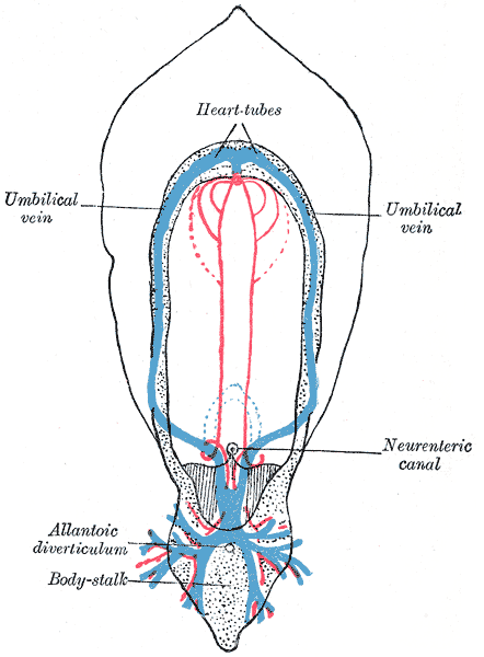 Diagram of the vascular channels in a human embryo of the second week.
