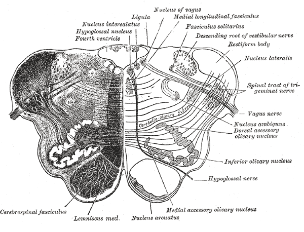 Transverse section of medulla oblongata below the middle of the olive.